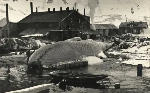 Trans-Antarctic Expedition Prints: The Flensing Plan Print, Grytviken, South Georgia