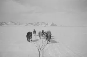 Quintin Rileys dog sledge team, Red Rock Ridge Quintin Rileys dog sledge team, Red Rock Ridge