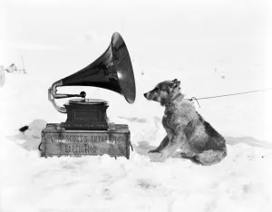 Popular themes/antarctic expedition/sledge dog chris gramophone Popular themes/antarctic expedition/sledge dog chris gramophone
