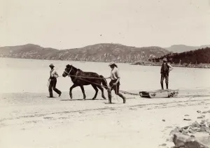 Training one of the ponies for the Expedition, Quail Island, New Zealand, Dec 1907 Training one of the ponies for the Expedition, Quail Island, New Zealand, Dec 1907