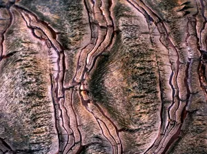Abstract Art Patterns Prints: Texture - abstract