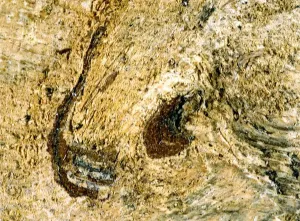 Framed Print : Abstract Print (Texture - abstract) Framed Print : Abstract Print (Texture - abstract)