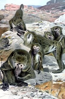 Images Dated 16th December 2004: Baboons - illustration from Richard Lydekkers Royal Natural History, 1896 - A TopFoto