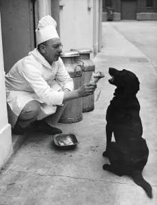 Chef Andrew Schillar gives a dog a bone from the side entrance of his kitchen. undated Chef Andrew Schillar gives a dog a bone from the side entrance of his kitchen. undated