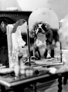 Dog doing tricks - dressed up in wig in front of mirror Dog doing tricks - dressed up in wig in front of mirror