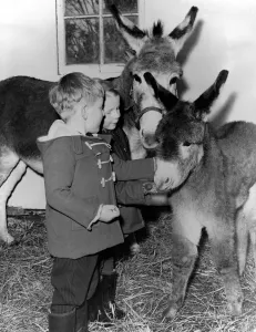 Donkey - born a few days before Christmas - a most unusual time for baby donkeys Donkey - born a few days before Christmas - a most unusual time for baby donkeys