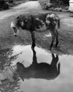 Donkey - The donkey temperament is completely different to that of its relative the horse Donkey - The donkey temperament is completely different to that of its relative the horse