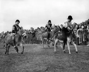 Donkey - Fighting out the finish of one of the donkey races in Wivelsfield Green Donkey - Fighting out the finish of one of the donkey races in Wivelsfield Green