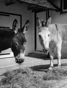 Donkey - lunchtime in the peace and quiet of The Blue Cross home and boarding for Donkey - lunchtime in the peace and quiet of The Blue Cross home and boarding for