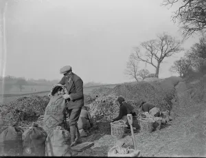 Farm workers are loading potatoes into sacks at a potato clamp. 1939 Farm workers are loading potatoes into sacks at a potato clamp. 1939