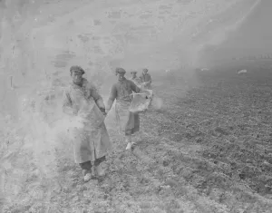 Farm workers spreading bone fertilizer on the fields in St Mary Cray, Kent. 1936 Farm workers spreading bone fertilizer on the fields in St Mary Cray, Kent. 1936