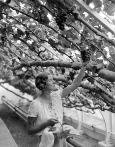 Gathering the crop from the Royal Vine at Hampton Court, The proceeds of the sale Gathering the crop from the Royal Vine at Hampton Court, The proceeds of the sale
