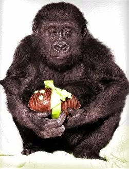 Images Dated 17th May 2000: Gorilla with easter egg