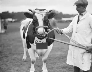 Hertfordshire Show at Hatfield Park 1st Prize and Champion British Holstein-Friesian Hertfordshire Show at Hatfield Park 1st Prize and Champion British Holstein-Friesian