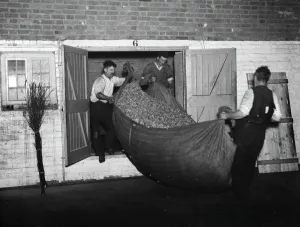 Hop Kilns removing dried hops from the kilns in Goudhurst. ( A general view ) 1937 Hop Kilns removing dried hops from the kilns in Goudhurst. ( A general view ) 1937