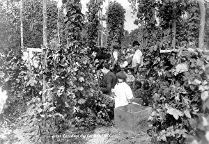 Images Dated 11th August 1998: Hop pickers c 1901 Kent