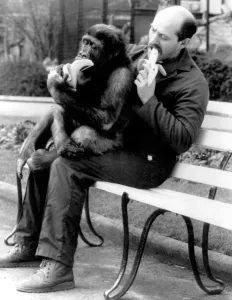 Man with chimpanzee sitting on his lap, both eating bananas Man with chimpanzee sitting on his lap, both eating bananas