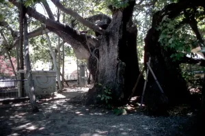Medical - The sacred healing tree of Hippocrates, on the island of Cos, Greece Medical - The sacred healing tree of Hippocrates, on the island of Cos, Greece