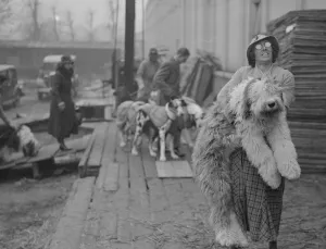Miss I Webster carrying her Old English Sheepdog Sir John Marksman " Miss I Webster carrying her Old English Sheepdog Sir John Marksman "
