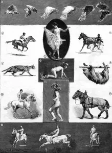 Mr Muybridge his instantaneous photographs of animal motion at the Royal Society Mr Muybridge his instantaneous photographs of animal motion at the Royal Society
