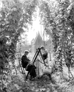 Prints of Hop picking in Paddock Wood Kent 7th September 1962 Related Prints: Hop Picking Print, 1962