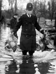 Police rescue poultry from poultry farms in the flooded area of the Thames in Kent Police rescue poultry from poultry farms in the flooded area of the Thames in Kent