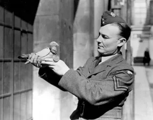 Royal Blue the Kings racing pigeon and first carrier of the war Royal Blue the Kings racing pigeon and first carrier of the war