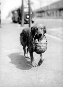 SANDY, an 18 month old Golden Retriever, is placidly homeward bound as he is photographed SANDY, an 18 month old Golden Retriever, is placidly homeward bound as he is photographed