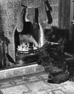 Scottie dog guards the chimney on Christmas Eve. Lets hope he'll allow Santa Scottie dog guards the chimney on Christmas Eve. Lets hope he'll allow Santa