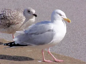 Seagull Wildlife Prints: Seagulls