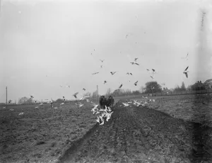 Seagulls swoop in to feast on the worms that have been surfaced by a farmer ploughing Seagulls swoop in to feast on the worms that have been surfaced by a farmer ploughing