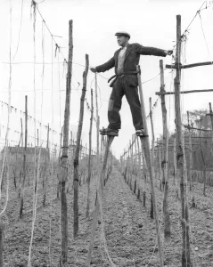 Stilt walker at work in Kent hopfields tying up the string on which hop bines will Stilt walker at work in Kent hopfields tying up the string on which hop bines will