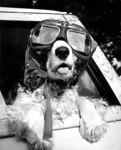 Whenever she went out in the car Mischief a three year old spaniel owned by Trisha Whenever she went out in the car Mischief a three year old spaniel owned by Trisha