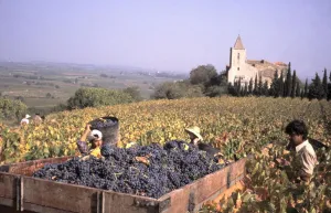 Wine harvest in a vineyard using foreign labour in the village of St-Guiraud, Herault Wine harvest in a vineyard using foreign labour in the village of St-Guiraud, Herault