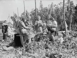 Women hop pickers in Beltring, Kent. Each worker has a gas mask over their shoulder Women hop pickers in Beltring, Kent. Each worker has a gas mask over their shoulder