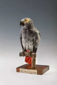 African Grey Parrot (Psittacus erithacus), Africa African Grey Parrot (Psittacus erithacus), Africa