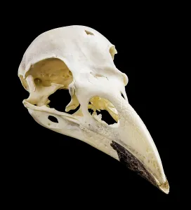 Common Raven (Corvus corax) Skull, Probably Cornwall, England Common Raven (Corvus corax) Skull, Probably Cornwall, England