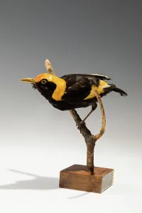 Museum objects/zoology/regent bowerbird sericulus chrysocephalus Museum objects/zoology/regent bowerbird sericulus chrysocephalus