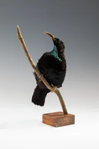Riflebird (Ptiloris), Queensland, Australia Riflebird (Ptiloris), Queensland, Australia