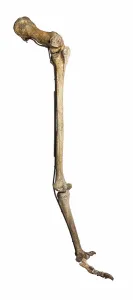 South Island Giant Moa (Dinornis robustus) Right Leg, Castle Hill Station, Canterbury, South Island, New Zealand South Island Giant Moa (Dinornis robustus) Right Leg, Castle Hill Station, Canterbury, South Island, New Zealand