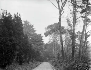 The Yew Walk at Goonvrea House, Perranarworthal, Cornwall. December 1924 The Yew Walk at Goonvrea House, Perranarworthal, Cornwall. December 1924
