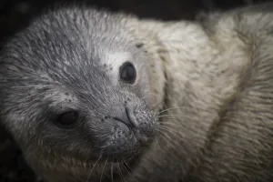 Animal-Antarctica-Seal Animal-Antarctica-Seal