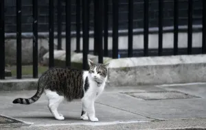 Politic Prints: Print of Larry the Downing Street Cat outside 10 Downing Street