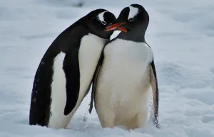Antarctica-Chile-Base-Penguins Antarctica-Chile-Base-Penguins