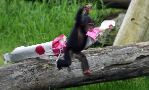 Australia-Animal-Chimpanzee Australia-Animal-Chimpanzee