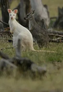 Australia-Animal-Wallaroo-Kangaroo-Conservation Australia-Animal-Wallaroo-Kangaroo-Conservation