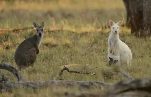 Australia-Animal-Wallaroo-Kangaroo-Conservation Australia-Animal-Wallaroo-Kangaroo-Conservation