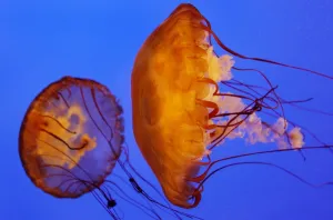 Australia-Animals-Jellyfish Australia-Animals-Jellyfish