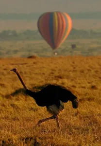 Print of Ostrich and Hot Air Balloon in Masai Mara