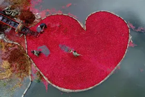 Belarus-Agriculture-Cranberries-Feature Belarus-Agriculture-Cranberries-Feature